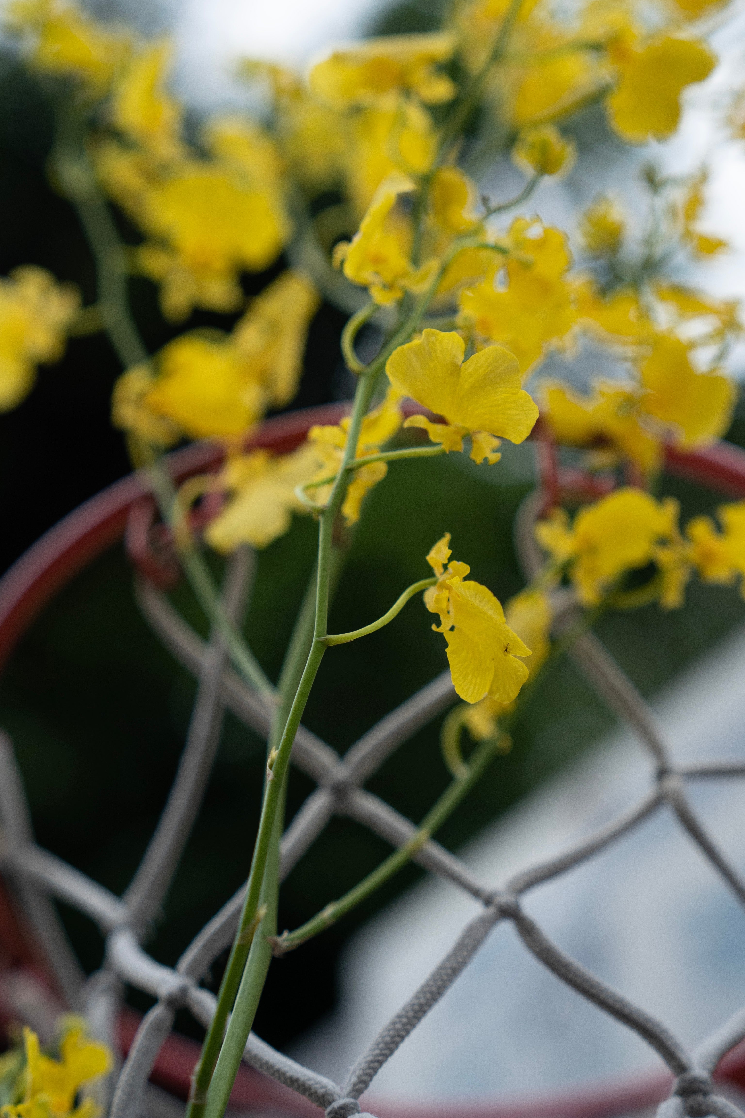 Rhapsody in Summer